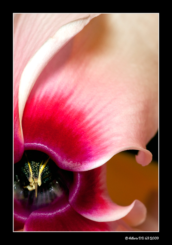 ...pesce ciclamino...