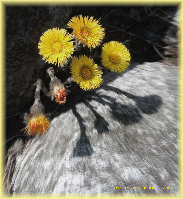 fioriture primaverili in montagna