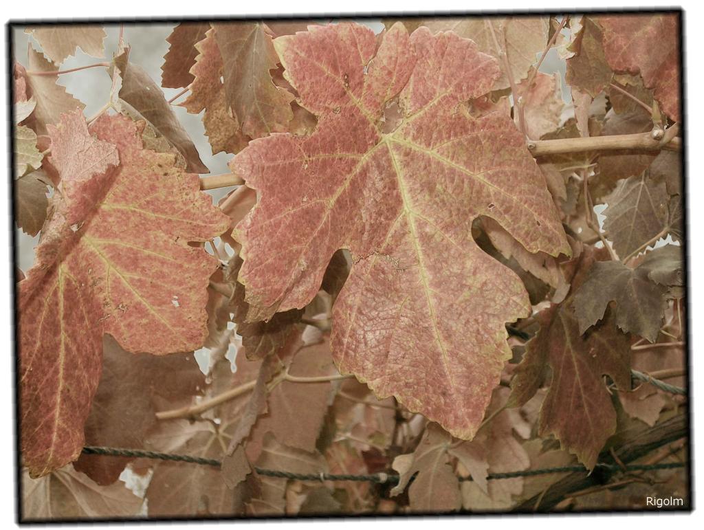 vigna in val d'ossola