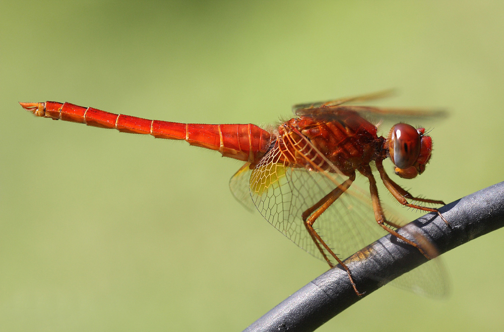 Crocothemis erythraea (libellula Rossa)