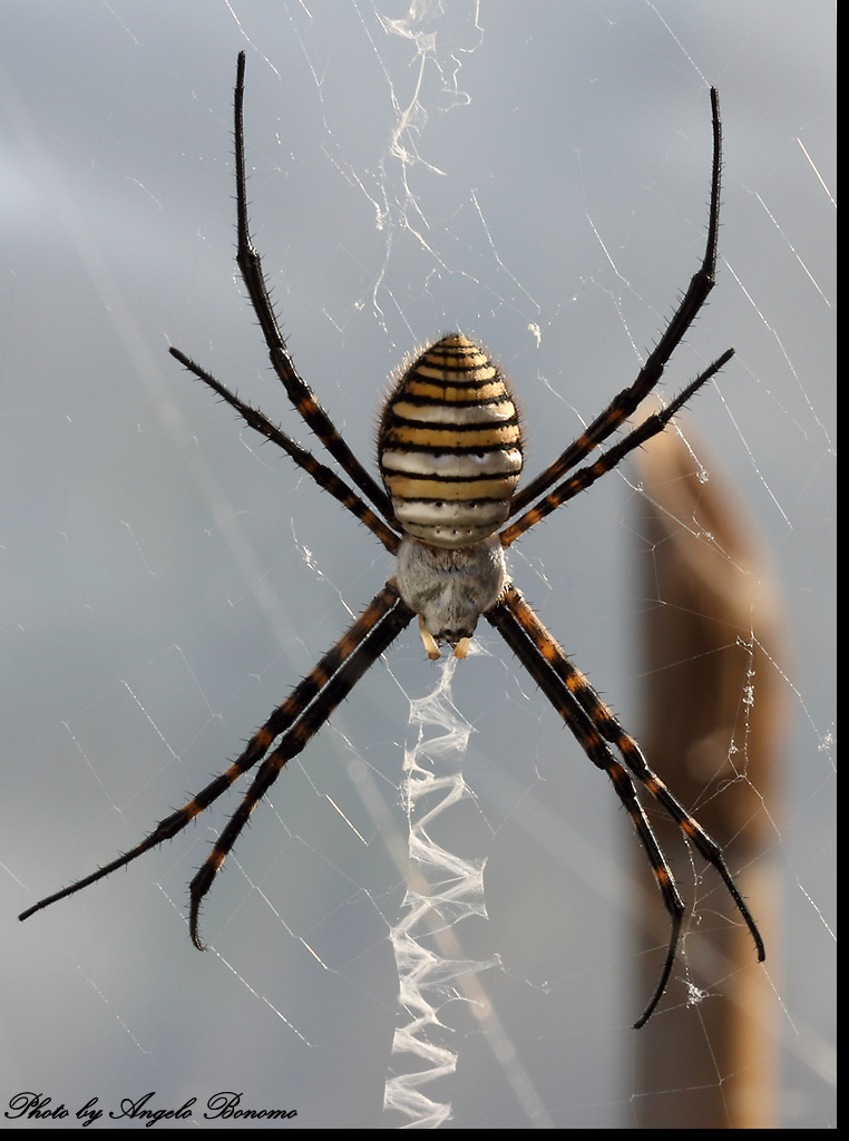 SPIDER 3 - vi ripropongo lo stesso ragno che avevo perso da qualche giorno , ma che ho ritrovato in un'altro posto.