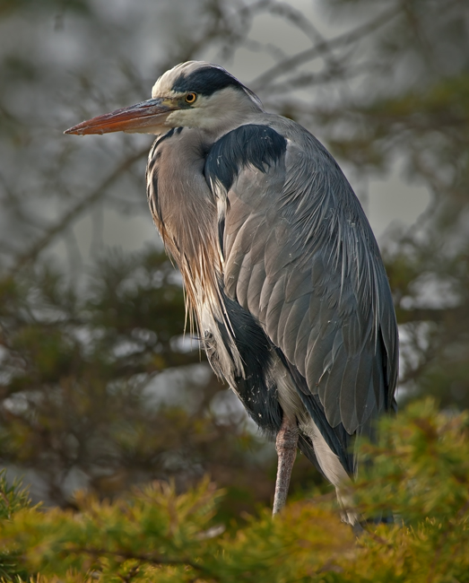 Ardea cinerea (Airone Cenerino)