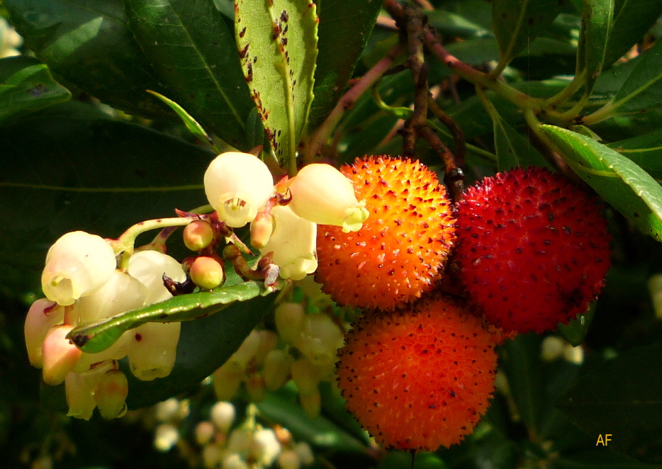 Arbutus