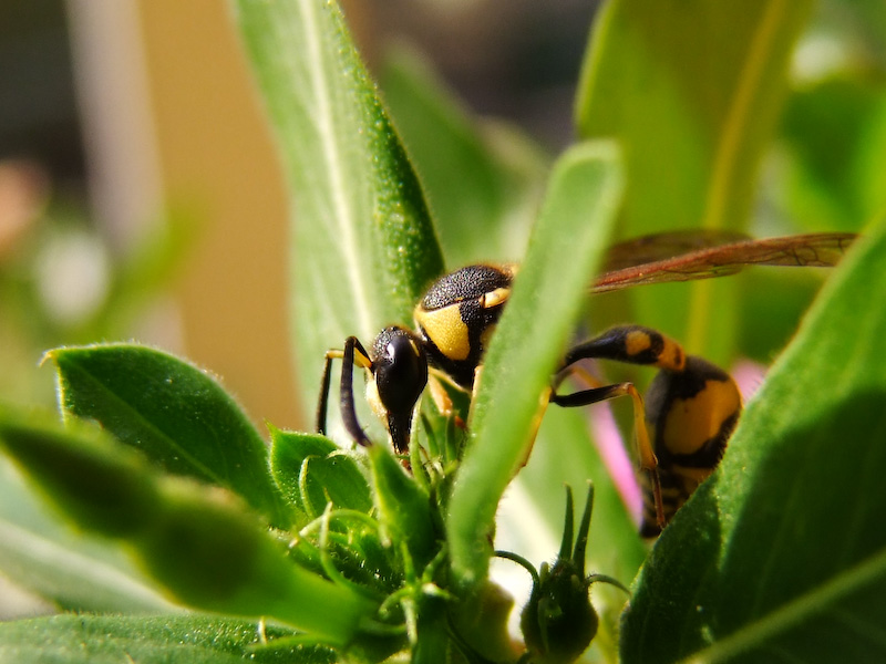Macro vespa