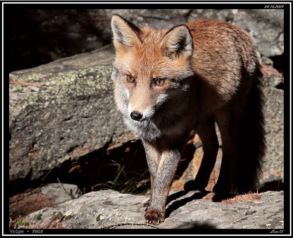 Volpe  # 26