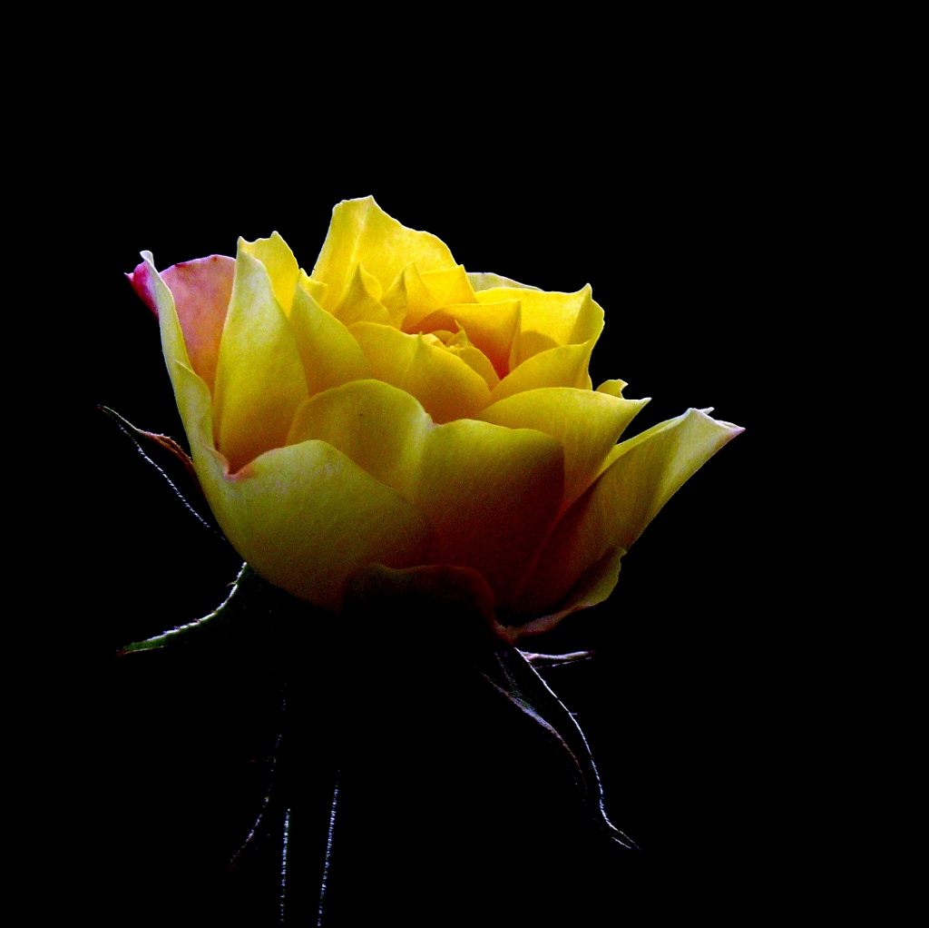 Rosellina appariscente....