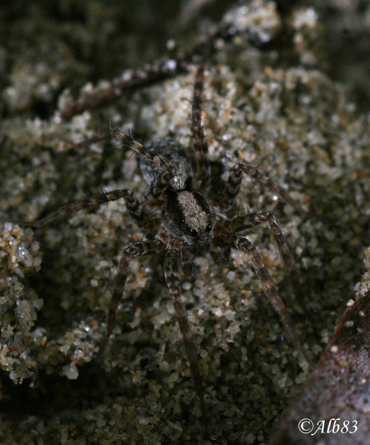 Mimetismo nei Lycosidae...