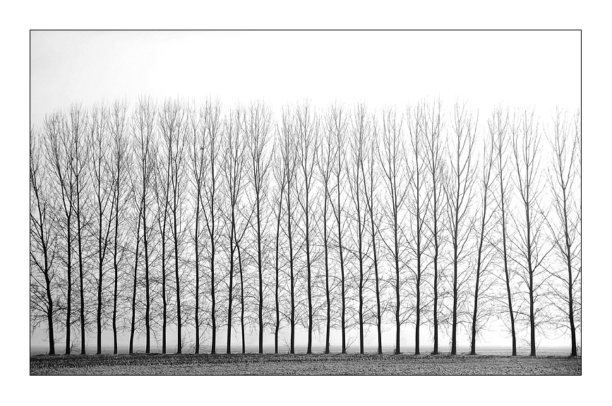 Twenty-nine trees