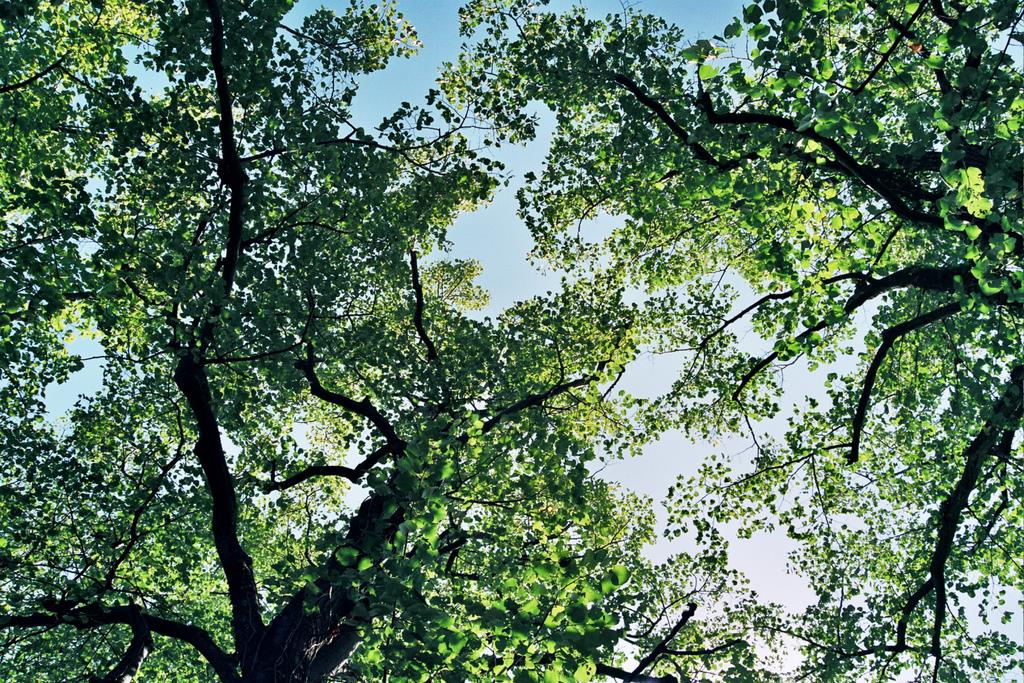 Alberi verso il cielo