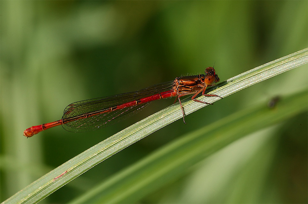 ...Sempre Presente...!!!