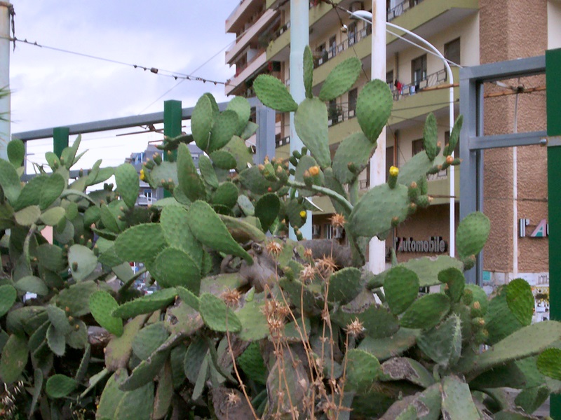 la citt� invasa dai fichi d'india in fiore