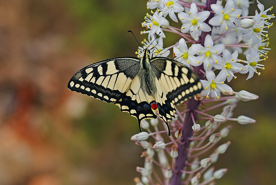 Macaone (papilio machaon)