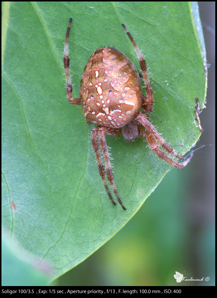 Ragno crociato (araneus diadematus) da dietro
