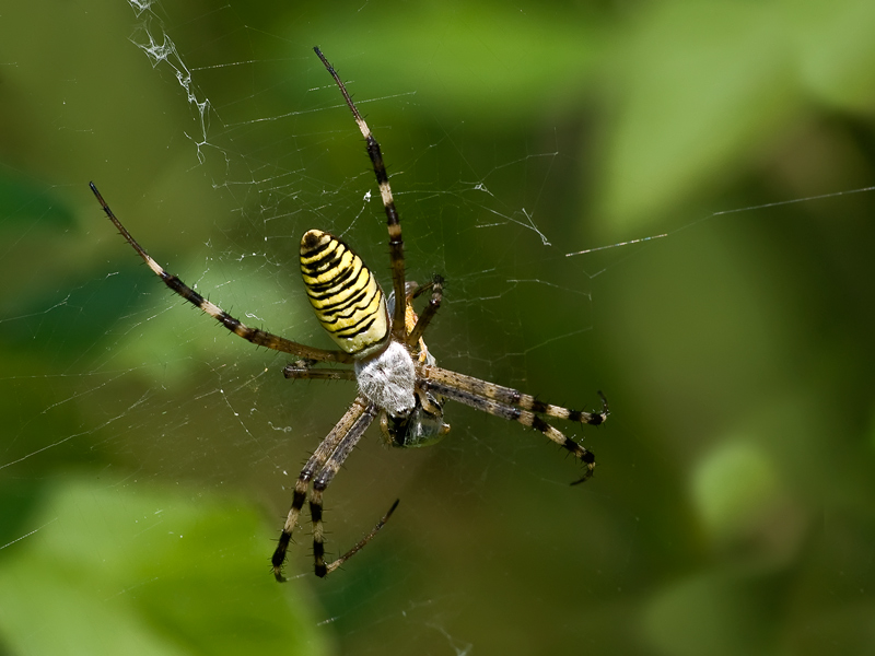 argiope