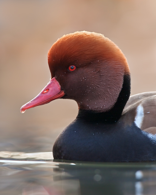 Fistione Turco - ritratto