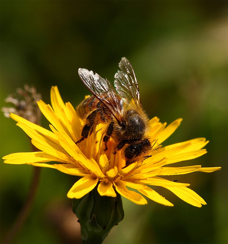 ...Ape Con Il 3piedi...!!!