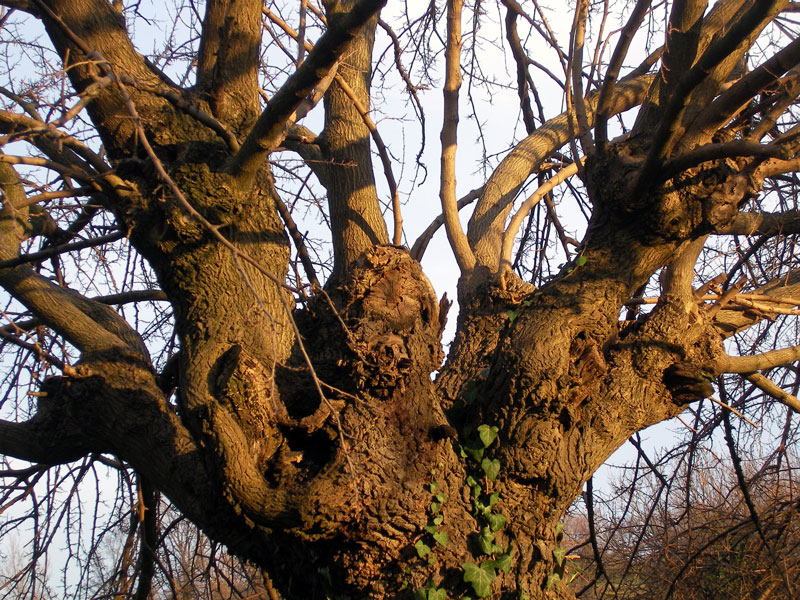 038  080309 LA  FORZA DELLA NATURA