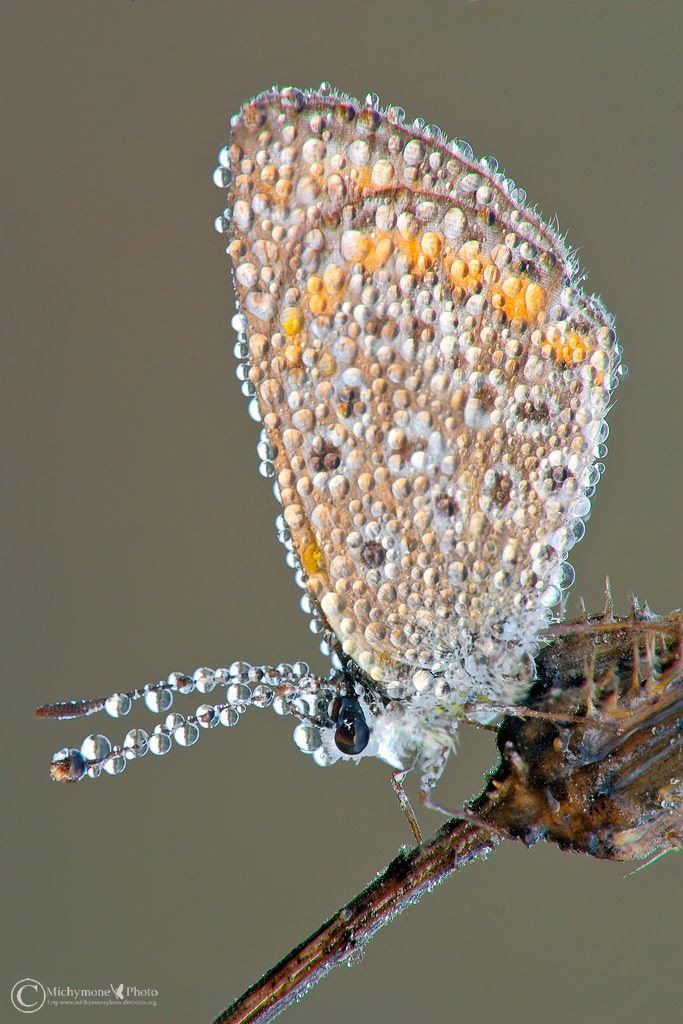 Licenide..sotto le gocce