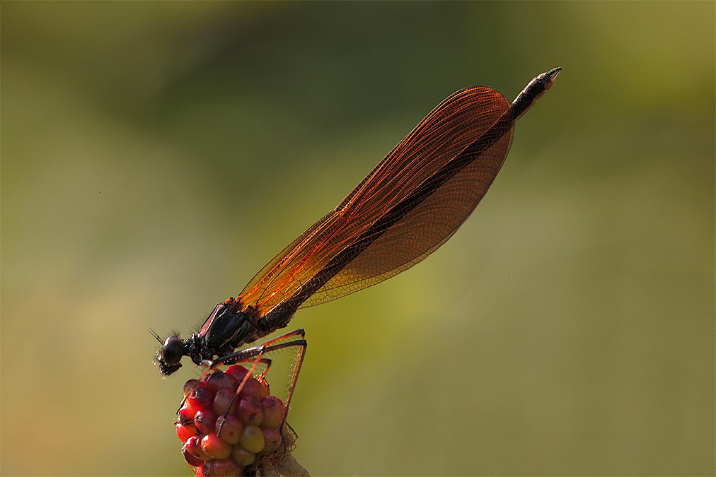 ...Damigella In controluce...!!!