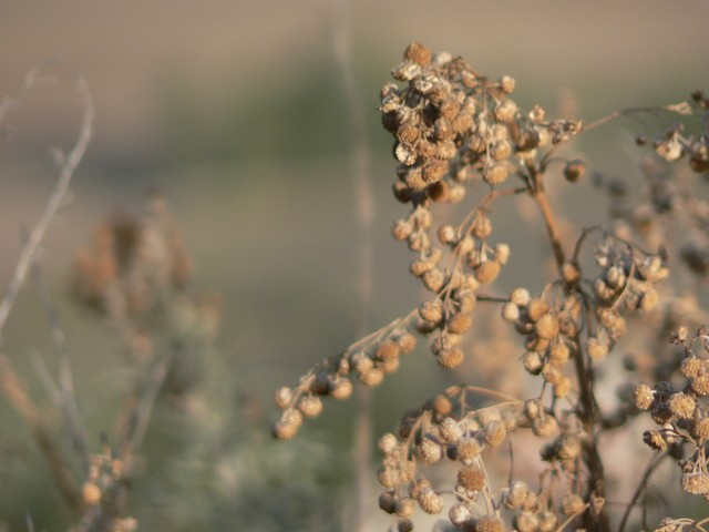 Al Castello di Tuili