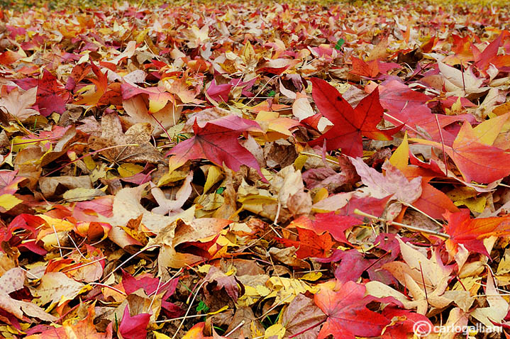 Un tappeto di foglie