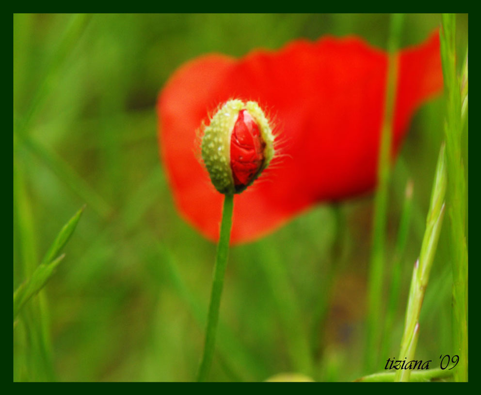 In attesa di sbocciare