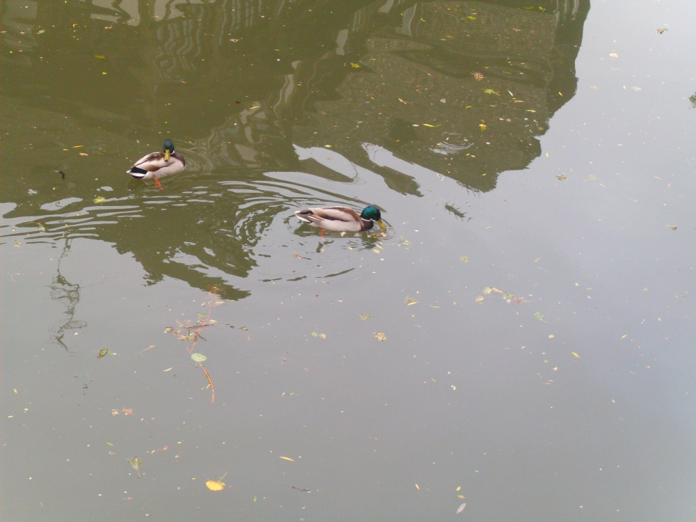 Due dOlci animaletti