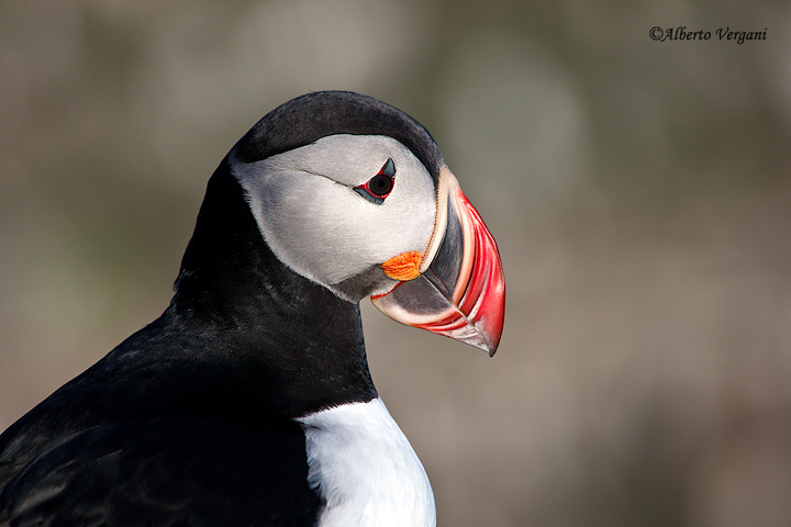 Puffin