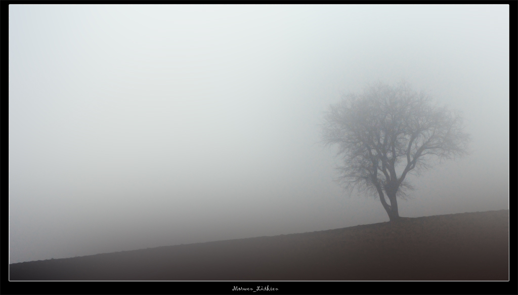 albero nella nebbia