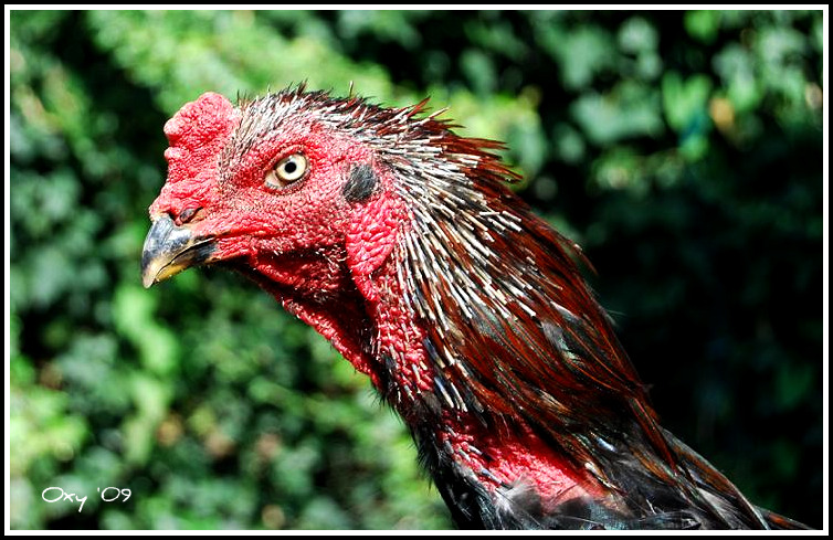 gallo da combattimento