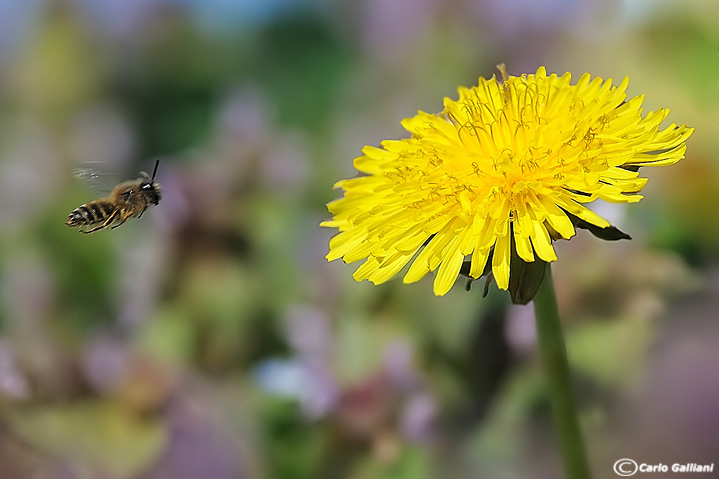 L'ape e il tarassaco