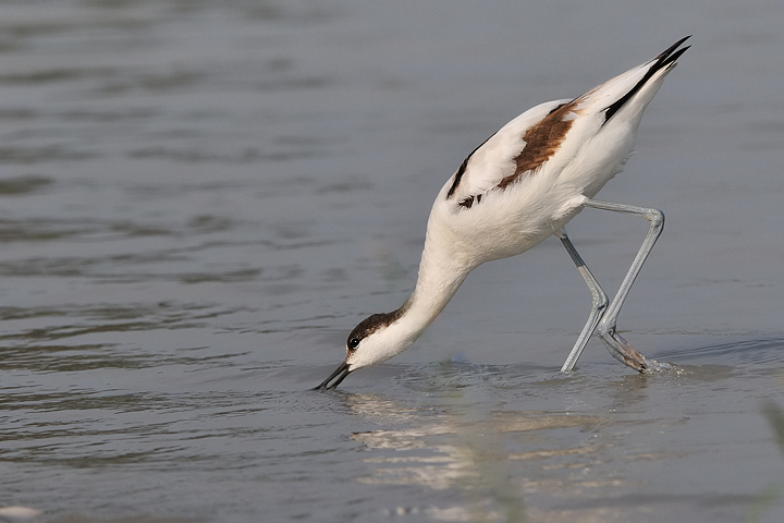 Avocetta