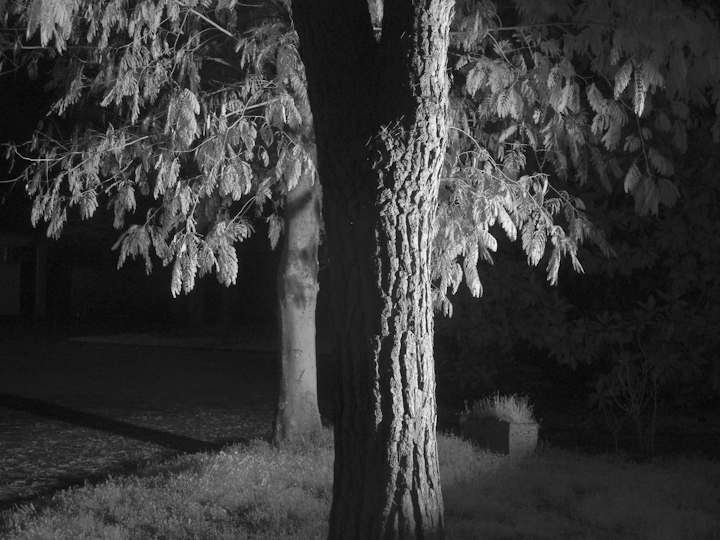 Alberi di notte