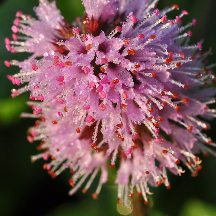 Batuffolo di rugiada