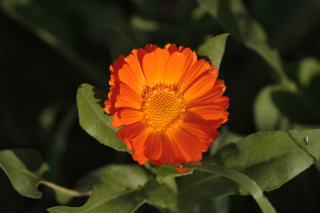 Arancio Fiore
