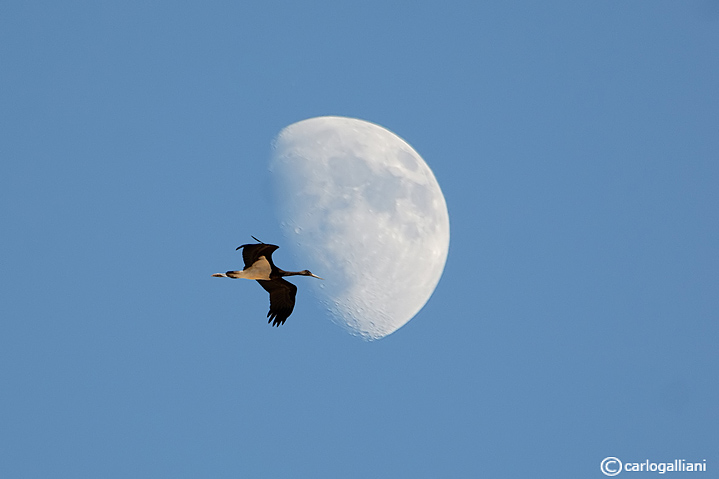 La luna e la cicogna (nera)