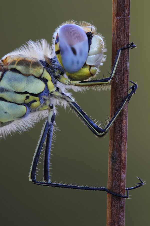 Muso di Sympetrum fonscolombii