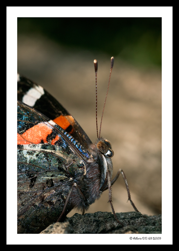 ...la mia prima ninfalide...