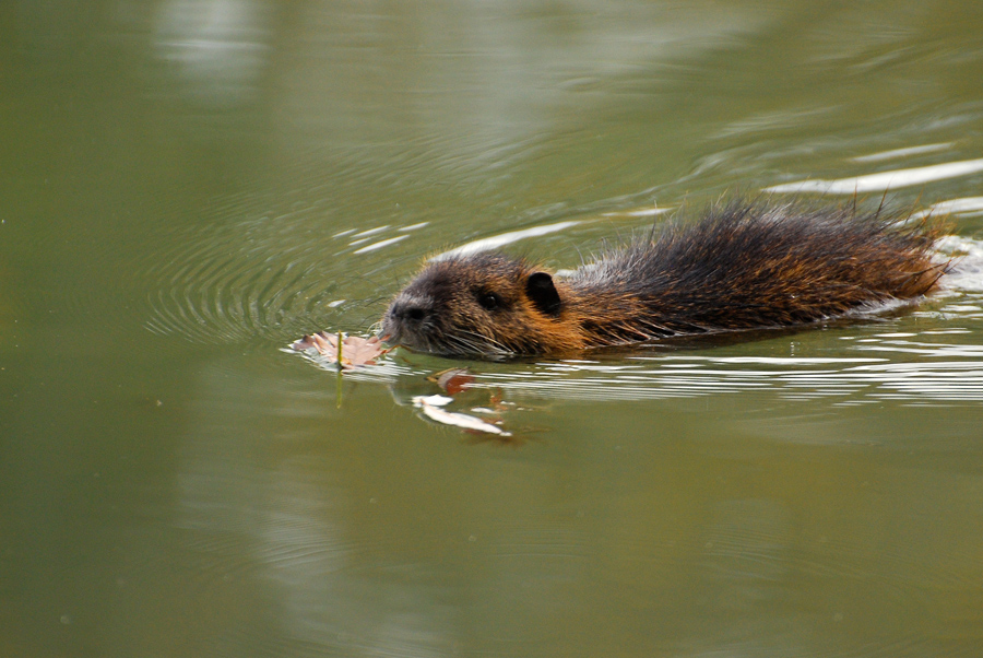 Giovane nutria