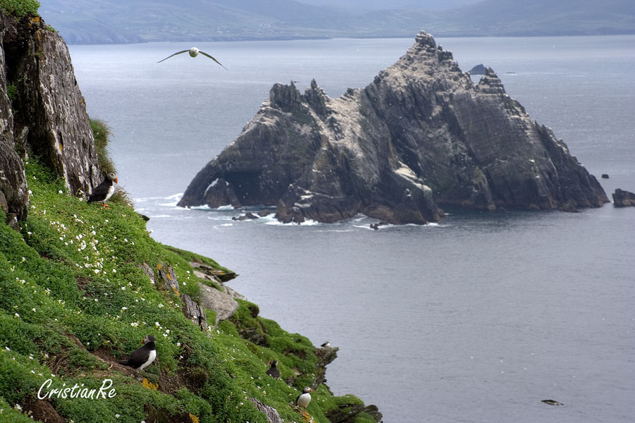 Skellig islands (le galapagos d'europa)