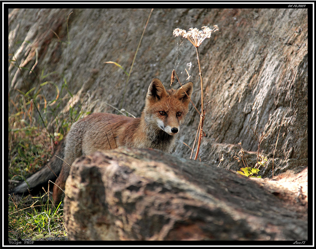 Volpe # 30 - PNGP