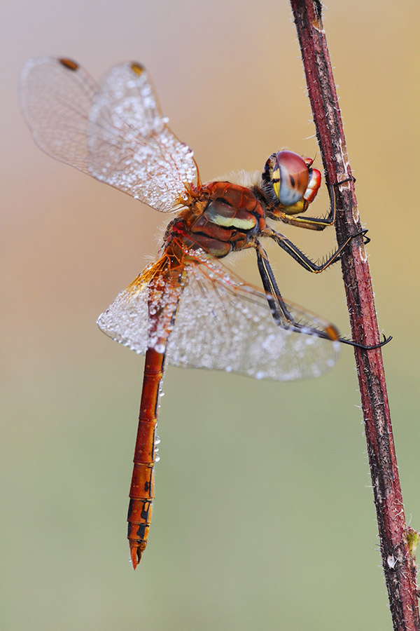 Sympetrum fonscolombii maschio