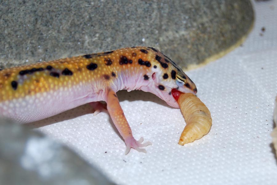 Geko
