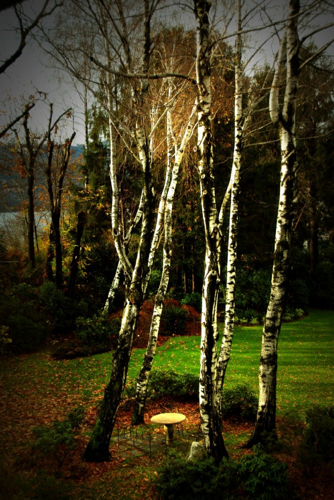 Danza circolare di betulle