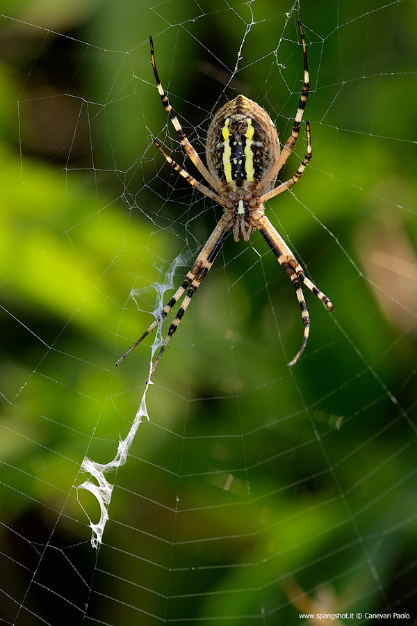 Argiope