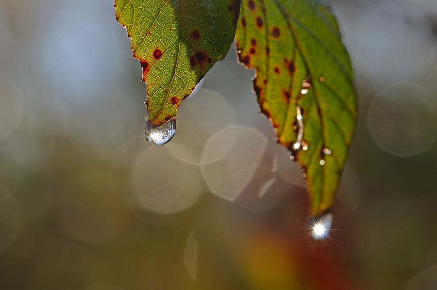 Stelline in una goccia