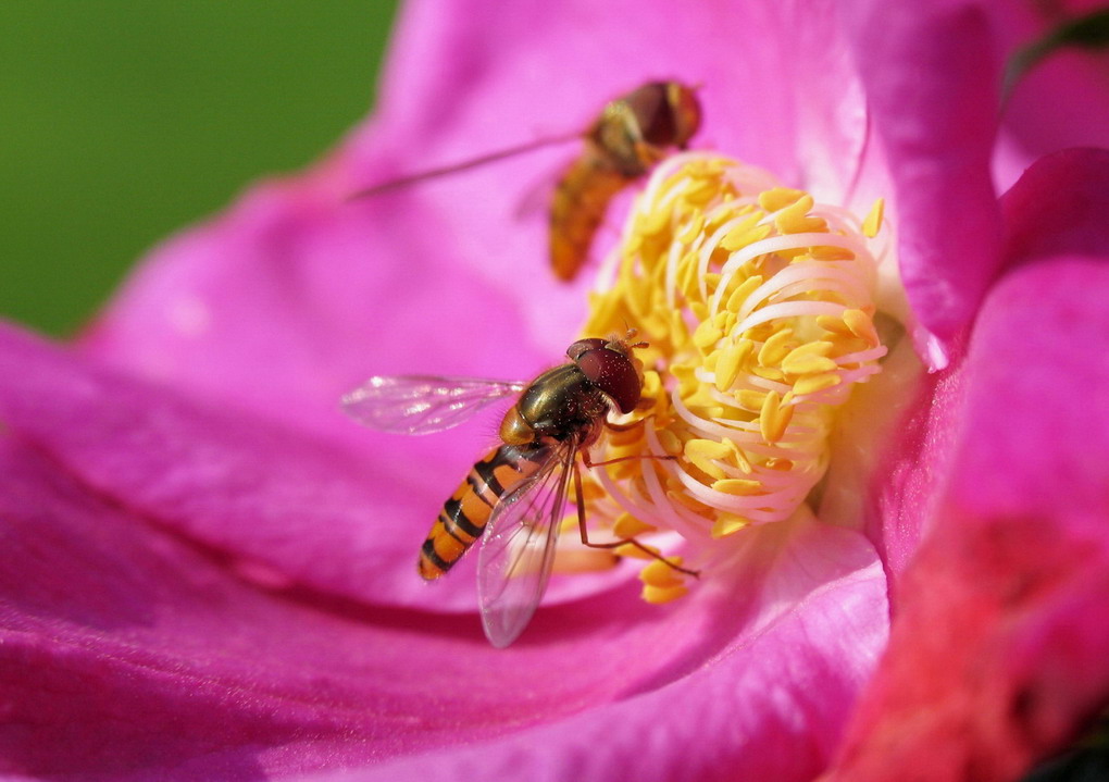 Due piccole "api" su un fiore rosa...