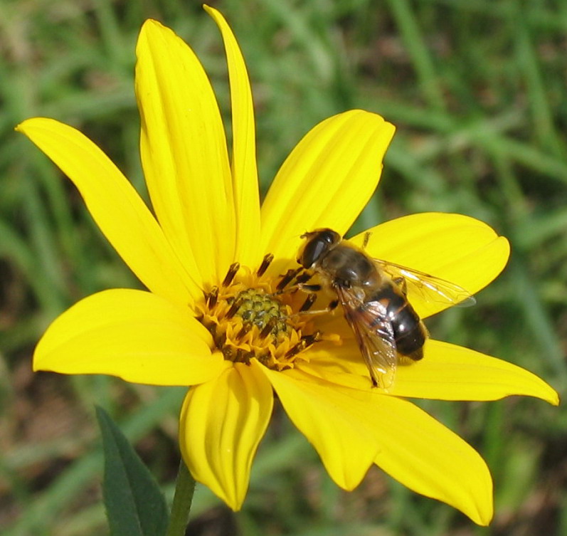 "Ape" su fiore giallo