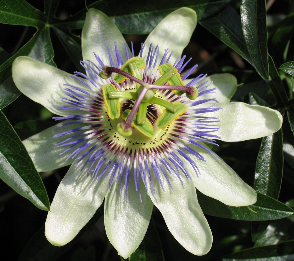 Passiflora