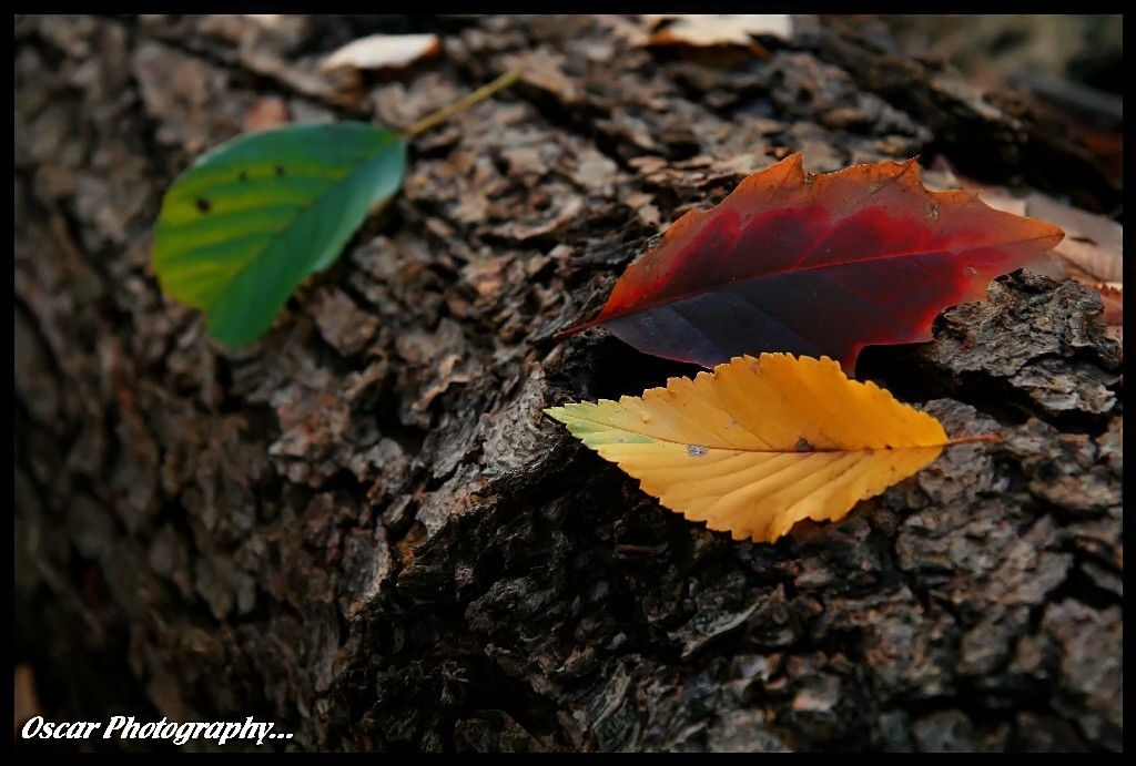 laggi�...la giovent�...